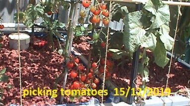 Aquaponics picking tomatoes 15 /12 /2019