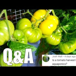 Aquaponics Q&A from YouTube Stories