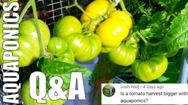 Aquaponics Q&A from YouTube Stories