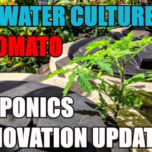 Aquaponics & Quick Renovation Update | DWC Tomatoes??