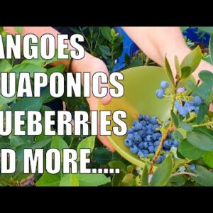 Aquaponics, Removing the Pond, Wicking Barrels, Root Pouches & More