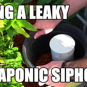 Aquaponics | Repairing a Leaky Bell Siphon in an Aquaponic System