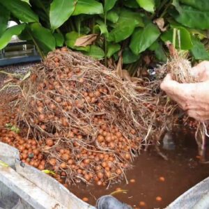 Aquaponics System Bed Clean & Mango Harvest