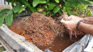 Aquaponics System Bed Clean & Mango Harvest