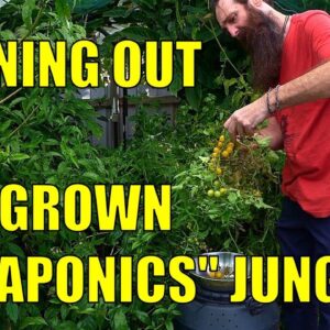 Aquaponics System | Cleaning out Overgrown Grow Beds