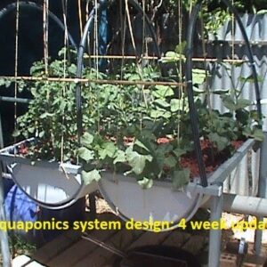 Aquaponics system design: 4 week update