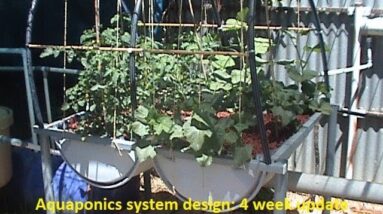 Aquaponics system design: 4 week update