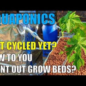 Aquaponics System | Is It Cycled Yet? & Planting Out Grow Beds