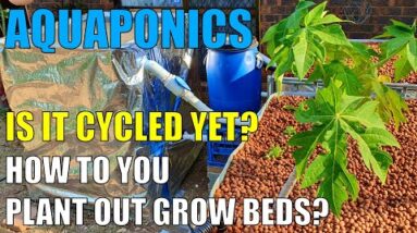 Aquaponics System | Is It Cycled Yet? & Planting Out Grow Beds