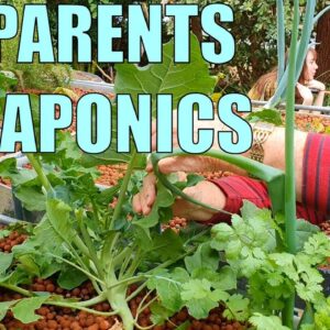 Aquaponics System | My Parents Split Flow Aquaponics System