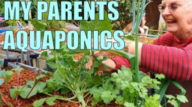 Aquaponics System | My Parents Split Flow Aquaponics System