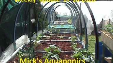 Aquaponics System update 17/10/2020