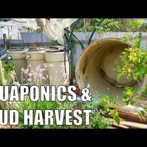 Aquaponics Systems & Chrissie Spud Harvest