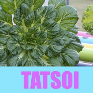 Aquaponics Tatsoi Growth Cycle