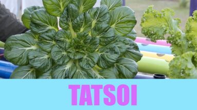 Aquaponics Tatsoi Growth Cycle