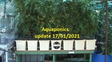 Aquaponics   update 17/01/2021