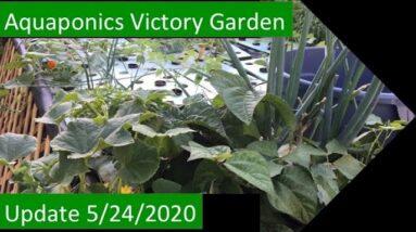 Aquaponics Victory Garden Update 5:24:2020 Milestone 105 lbs Harvested & New Plants for Summer