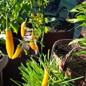 Backyard Container Veggie Patch with Vegepod & Garlic Harvest