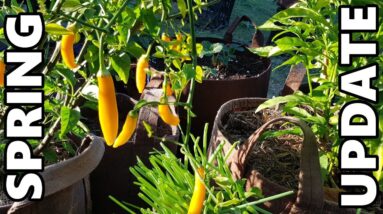 Backyard Container Veggie Patch with Vegepod & Garlic Harvest