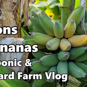 Backyard Farm & Aquaponics | Giveaway  Winners, New Store, Bananas, Mice +MORE