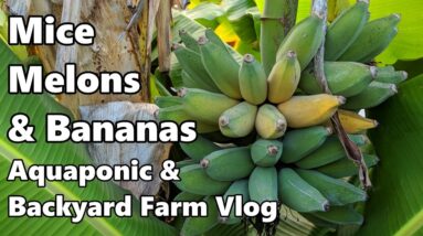 Backyard Farm & Aquaponics | Giveaway  Winners, New Store, Bananas, Mice +MORE