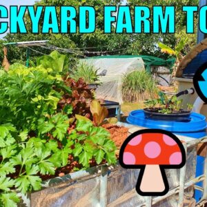 Backyard Farm Tour | Aquaponics, Wicking Beds & Oyster Mushrooms