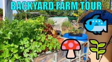 Backyard Farm Tour | Aquaponics, Wicking Beds & Oyster Mushrooms