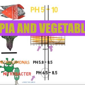 Best pH For Tilapia and Leafy Greens | Ask The Aquaponics God Ep14