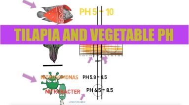 Best pH For Tilapia and Leafy Greens | Ask The Aquaponics God Ep14