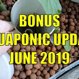 BONUS Aquaponic Update - June 2019