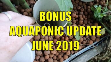 BONUS Aquaponic Update - June 2019