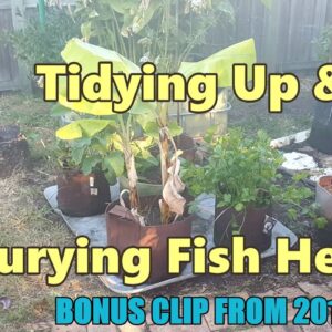 Burying Fish Heads & Container Garden - Supporters Clip October 2016