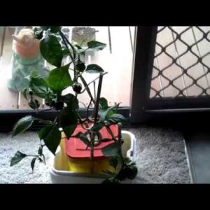 hydroponics-  Back To Basics: - How to Make a Non-Circulating  Hydroponic Kratky Container