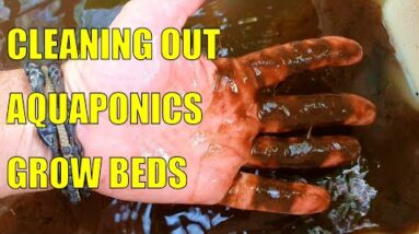 Cleaning Out the Aquaponics & Fires In Australia