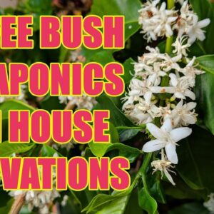 Coffee Bush, Aquaponics & Renovation Update