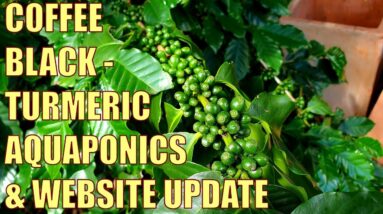 Coffee Bush Papaya Tree, "Aquaponics" & Website Update