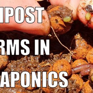 Compost Worms in Aquaponics