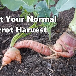 Container Carrot Harvest | Freaky Forks & Cracks in Carrots