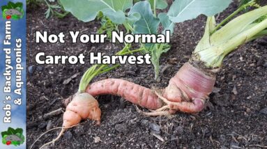 Container Carrot Harvest | Freaky Forks & Cracks in Carrots