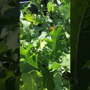 3/23/20 UPDATE: AQUAPONIC VICTORY GARDEN DEMO PROJECT IPM INTEGRATED PEST MANAGEMENT & WATER CLARITY