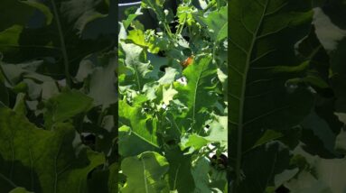 3/23/20 UPDATE: AQUAPONIC VICTORY GARDEN DEMO PROJECT IPM INTEGRATED PEST MANAGEMENT & WATER CLARITY