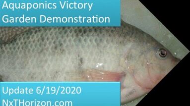 AQUAPONICS VICTORY GARDEN UPDATE 6:19:2020 : CLEAR H2O & THE NXT OPPORTUNITY IN AQUAPONICS IS FISH