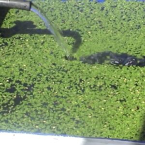 DIY Duckweed Grower Aquqponics Making Duckweed Grow Bed