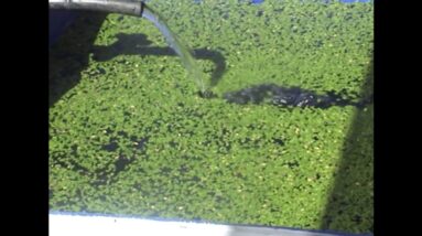 DIY Duckweed Grower Aquqponics Making Duckweed Grow Bed