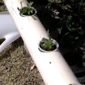 DIY Homemade vertical A Frame hydroponic system week 4