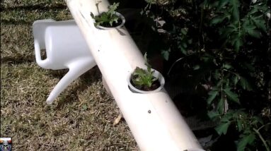 DIY Homemade vertical A Frame hydroponic system week 4