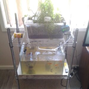 DIY How To Build an Aquaponic System with an Aquarium. Project