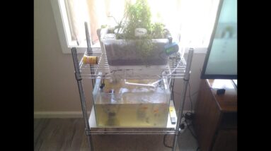 DIY How To Build an Aquaponic System with an Aquarium. Project