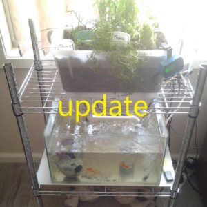 DIY How To Build an Aquaponic System with an Aquarium. Project update