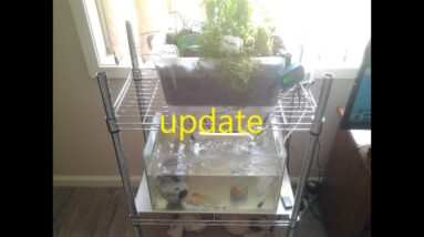 DIY How To Build an Aquaponic System with an Aquarium. Project update